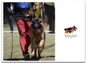 Breeding as Part of the German Shepherd Dog Federation of South Africa