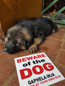 Essential Guide for New German Shepherd Puppy Owners